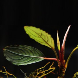 Bucephalandra Skeleton Dark