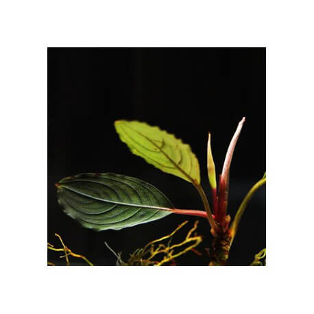 Bucephalandra Skeleton Dark