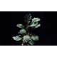 Bucephalandra Pontianac 2