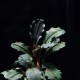 Bucephalandra Pontianac 2