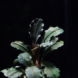 Bucephalandra Pontianac 2