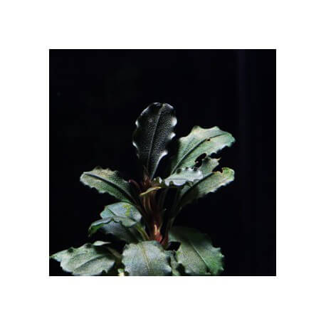 Bucephalandra Pontianac 2