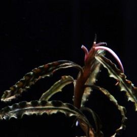 Bucephalandra Pontianac 2
