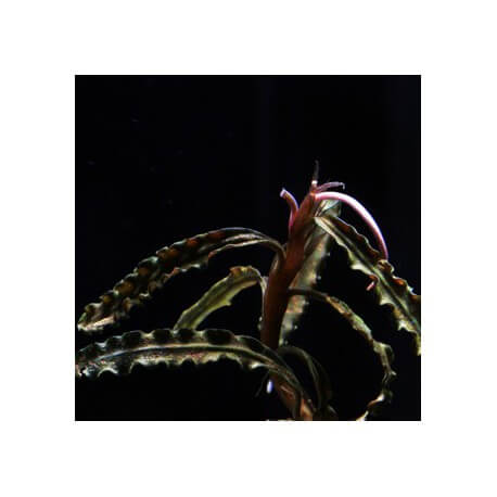 Bucephalandra Biblis Blue Skay