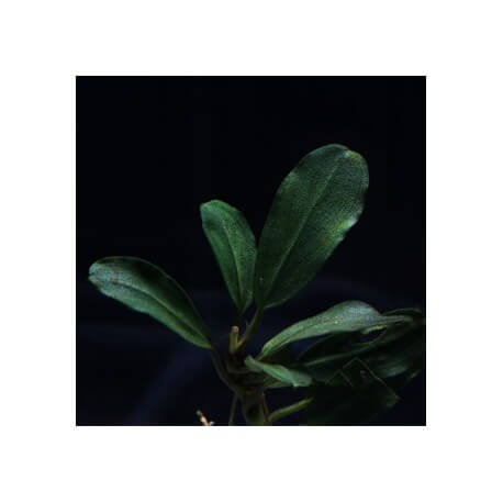 Bucephalandra Pontianac 2