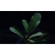 Bucephalandra Pontianac 2