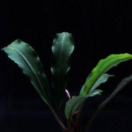 Bucephalandra Sintang