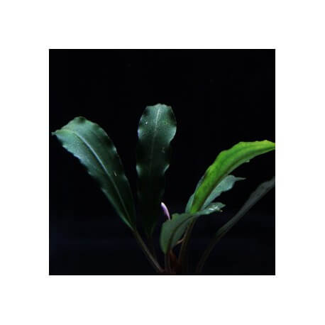 Bucephalandra Pontianac 2