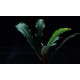 Bucephalandra Pontianac 2