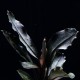 Bucephalandra Pontianac 2