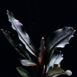 Bucephalandra Pontianac 2