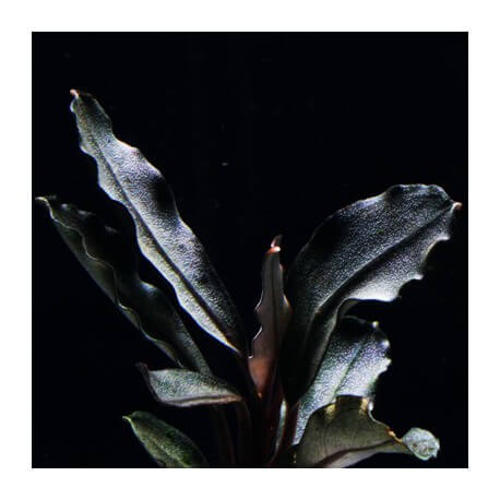 Bucephalandra Brownie Helena Blue