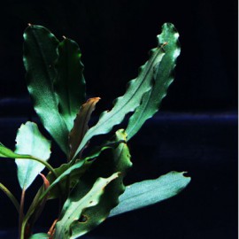 Bucephalandra Pontianac 2