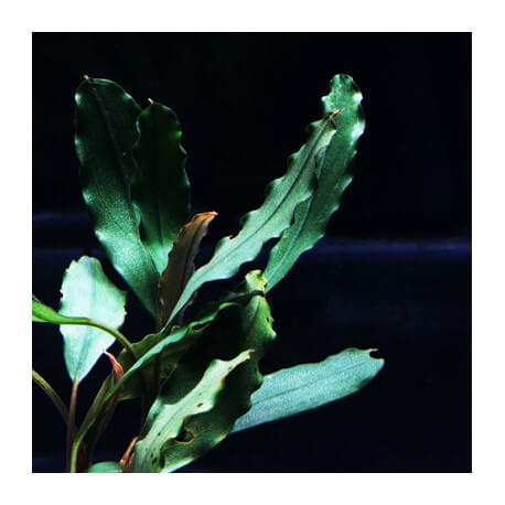 Bucephalandra Brownie Red Line