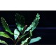 Bucephalandra Pontianac 2