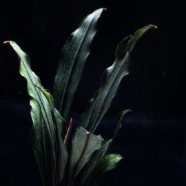 Bucephalandra Pontianac 2