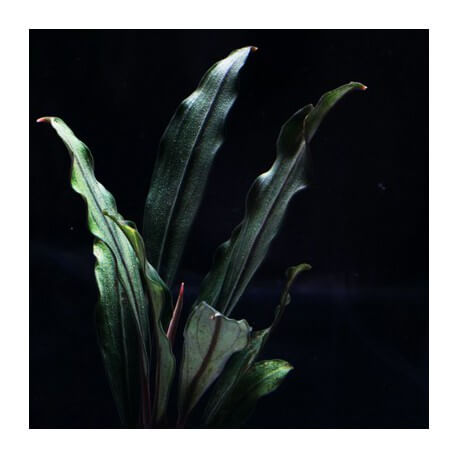 Bucephalandra Sanggau Palm Tree