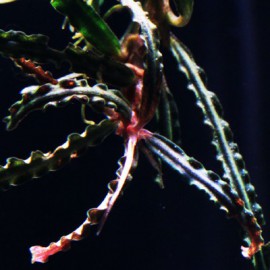 Bucephalandra Caterine