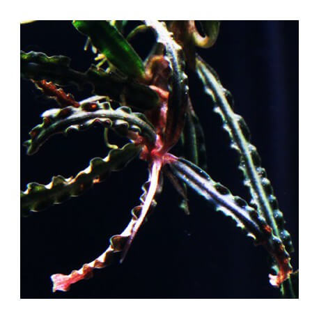 Bucephalandra Caterine var maple