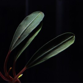 Bucephalandra Montleyana Red Beck Leaf