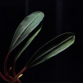 Bucephalandra Pontianac 2