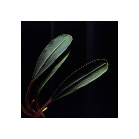 Bucephalandra Montleyana Red Beck Leaf