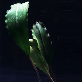 Bucephalandra Pontianac 2