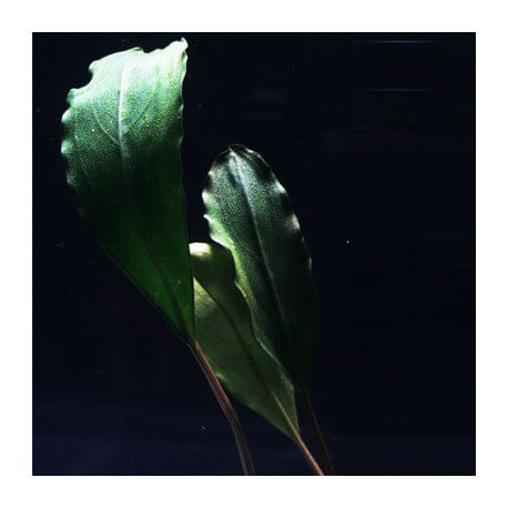 Bucephalandra Pontianac 2