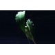 Bucephalandra Pontianac 2