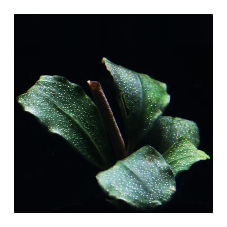 Bucephalandra Brilliant Jade