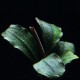 Bucephalandra Pontianac 2
