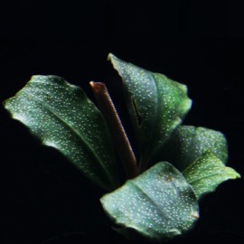 Bucephalandra Pontianac 2