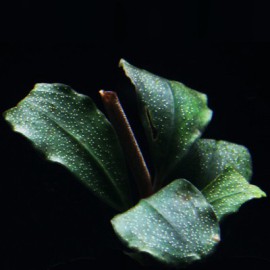 Bucephalandra Sanggau Mini