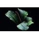 Bucephalandra Pontianac 2