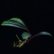 Bucephalandra Pontianac 2