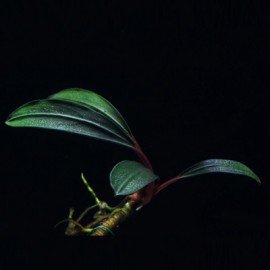 Bucephalandra Montleyana Red Bamboo