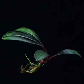 Bucephalandra Pontianac 2