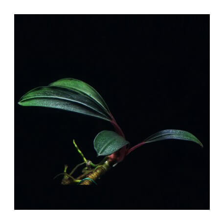 Bucephalandra Montleyana Red Bamboo