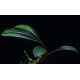 Bucephalandra Pontianac 2