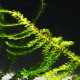 Vesicularia Singapore Moss