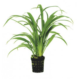 Chamaedorea Elegans
