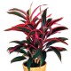 Chamaedorea Elegans