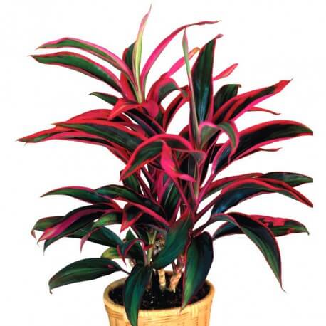 Cordyline Red Edge