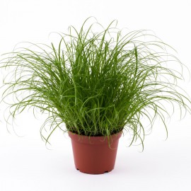 Chamaedorea Elegans