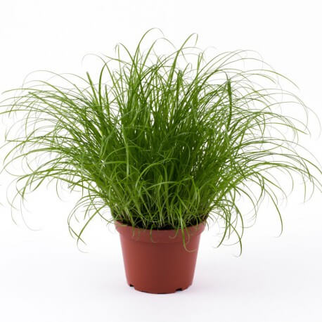 Cyperus Zumula (Katengrass)