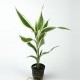 Dracaena Sanderiana White