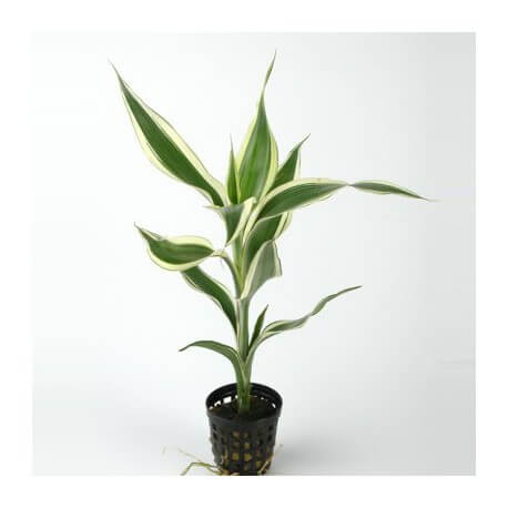 Dracaena Sanderiana White