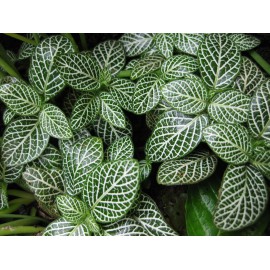 Fittonia White