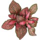 Fittonia Red