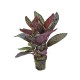 Chamaedorea Elegans
